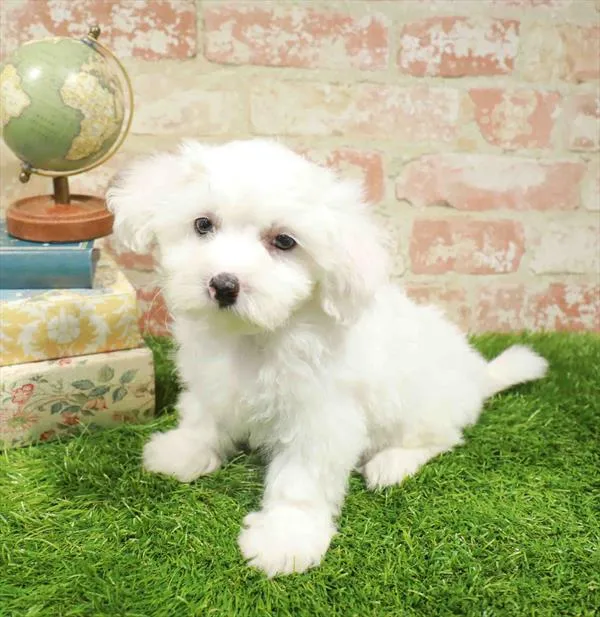 Male Bichon puppy named Francis for sale at Waggles Charlotte.
