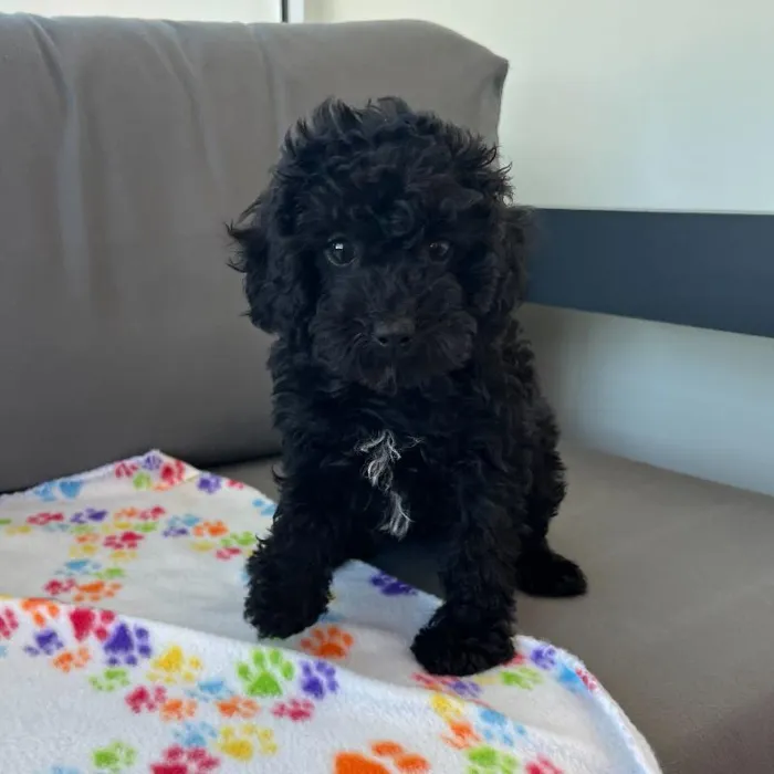 Female Cavapoo puppy named Maeve for sale at Waggles Charlotte.