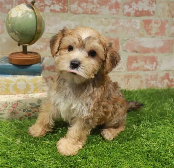 Male Morkie puppy named Carter for sale at Waggles Charlotte.