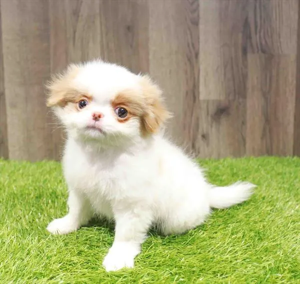 Female Japanese Chin puppy named Shirley for sale at Waggles Greensboro.