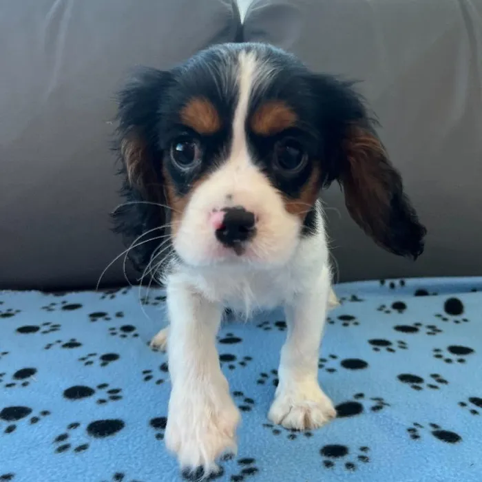 Male Cavalier King Charles Spaniel puppy named Oscar for sale at Waggles Charlotte.