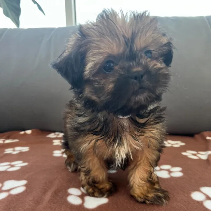 Female Shih Tzu puppy named Greta for sale at Waggles Charlotte.