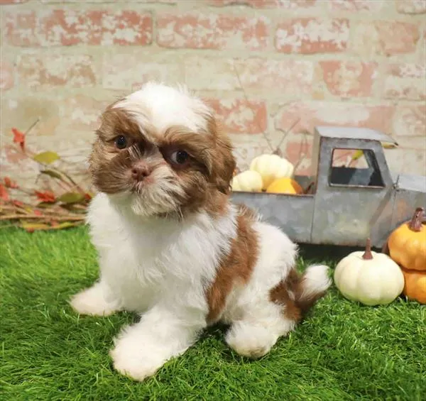 Female Teddy Bear puppy named Posie for sale at Waggles Charlotte.