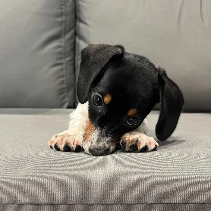 Female Dachshund puppy named Bowie for sale at Waggles Charlotte.