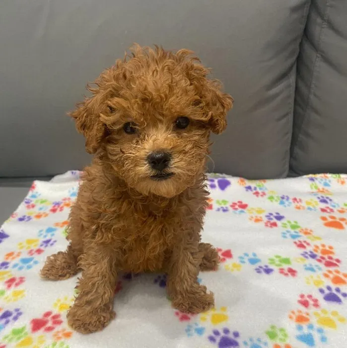 Male Poodle puppy named Clarence for sale at Waggles Charlotte.