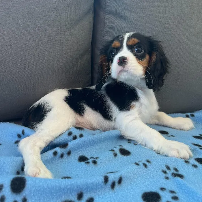 Male Cavalier King Charles Spaniel puppy named Oscar for sale at Waggles Charlotte.
