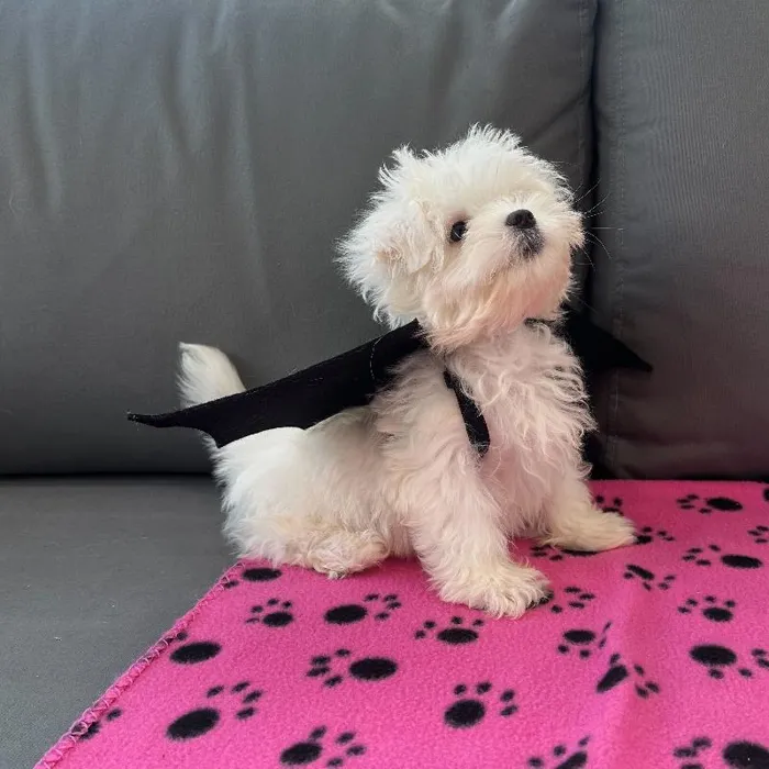 Male Maltese puppy named Nigel for sale at Waggles Charlotte.