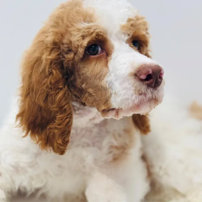 Male Poodle puppy named Raleigh for sale at Waggles Greensboro.