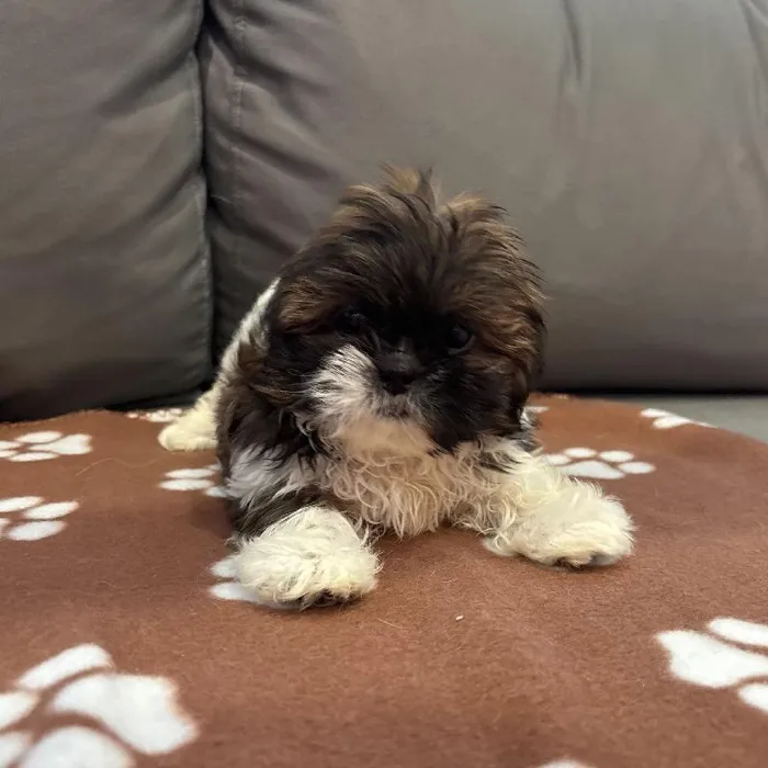 Female Shih Tzu puppy named Nancy for sale at Waggles Charlotte.