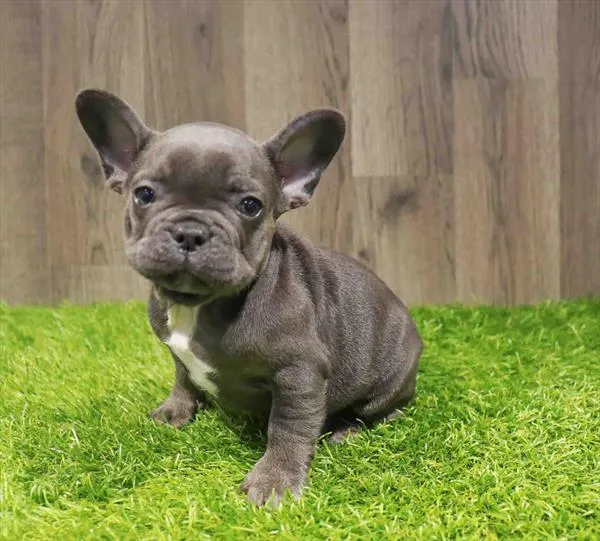 Female French Bulldog puppy named Carmen for sale at Waggles Charlotte.