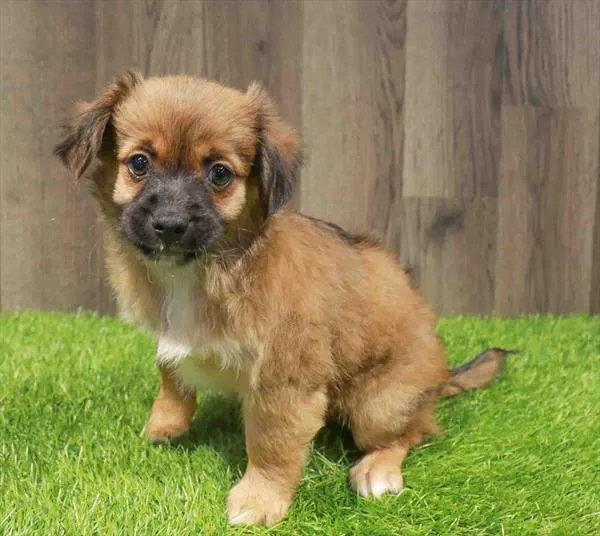 Male Chiweenie puppy named Jameson for sale at Waggles Charlotte.