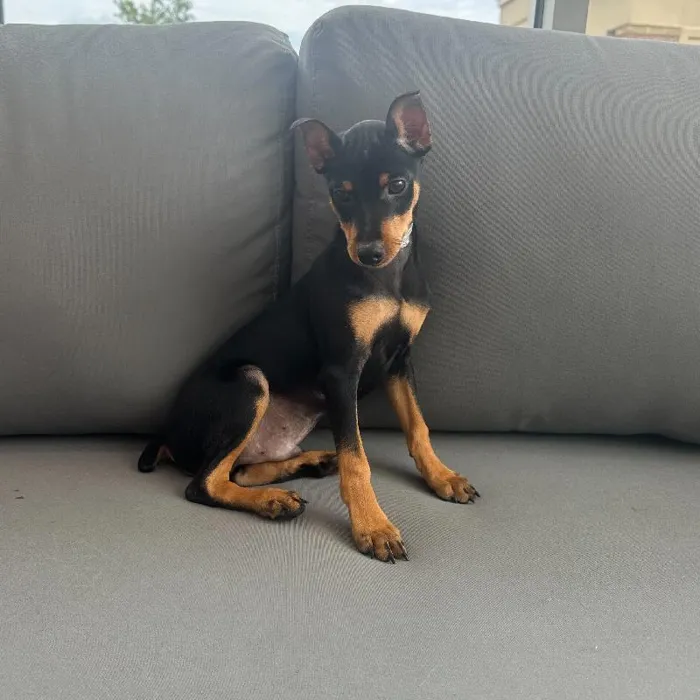Male Min Pin puppy named Tony for sale at Waggles Charlotte.