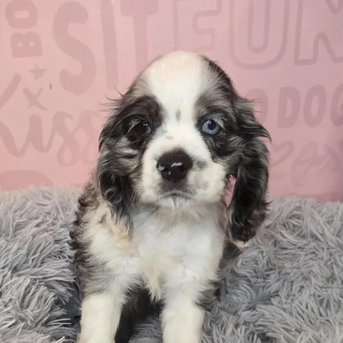 Male Cocker Spaniel puppy named Bartholomew for sale at Waggles Raleigh.