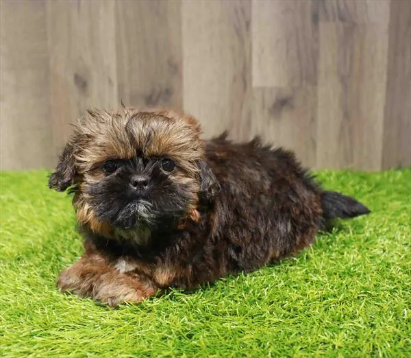Female Shih Tzu puppy named Ginny for sale at Waggles Charlotte.