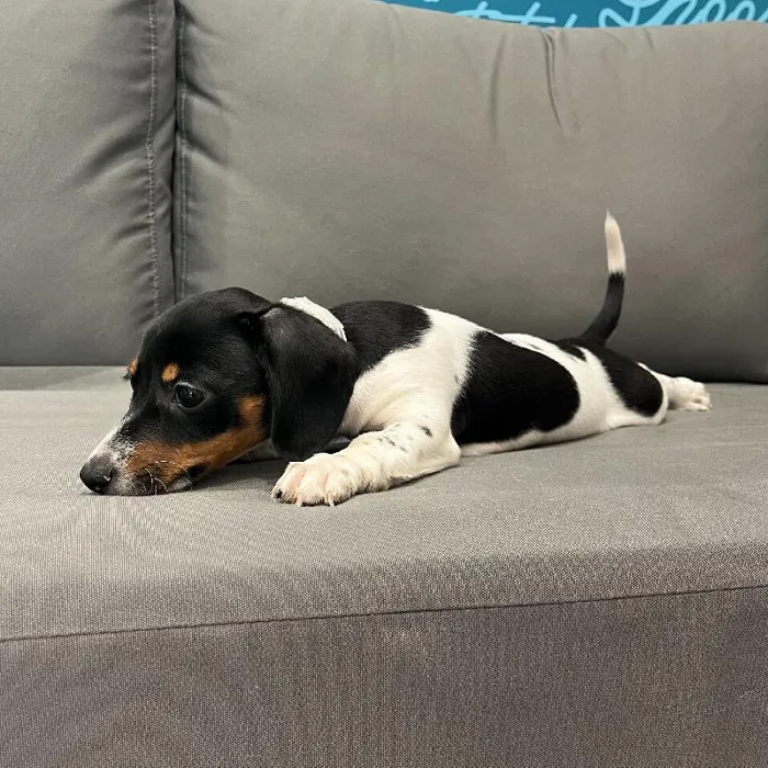 Female Dachshund puppy named Bowie for sale at Waggles Charlotte.