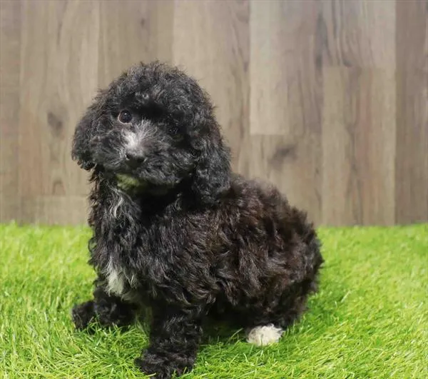 Female Havapoo puppy named Raven for sale at Waggles Charlotte.