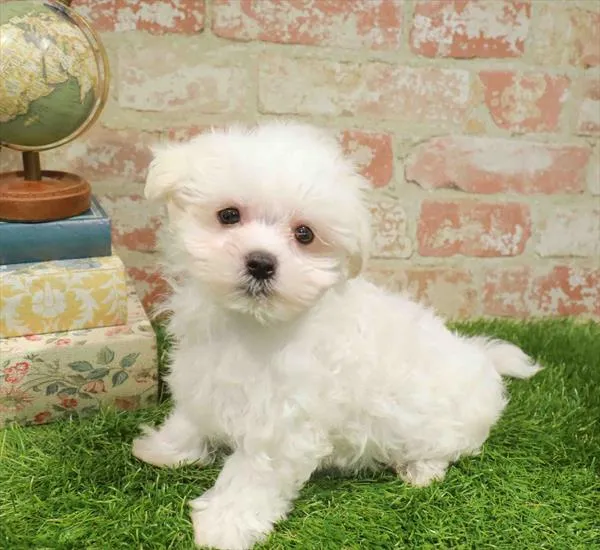Male Maltese puppy named Marshmallow for sale at Waggles Greensboro.