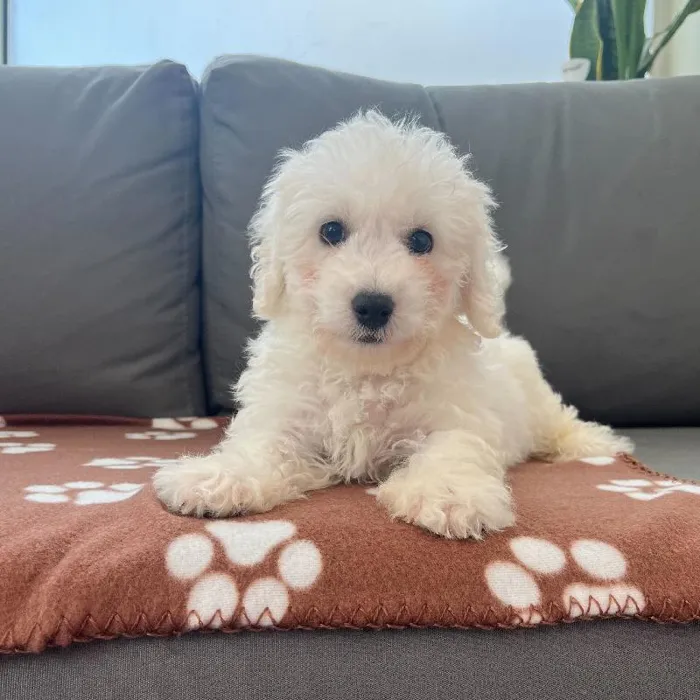 Male Bichon puppy named Isaac for sale at Waggles Charlotte.
