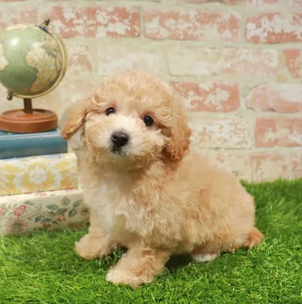 Female Bichapoo puppy named Arya for sale at Waggles Raleigh.