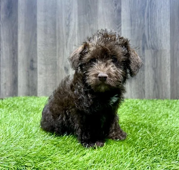Male Schnoodle puppy named Eddy for sale at Waggles Charlotte.
