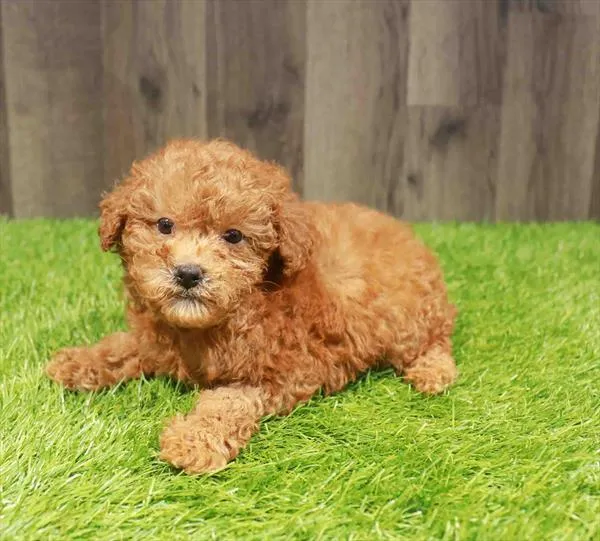 Male Poodle puppy named Clarence for sale at Waggles Charlotte.