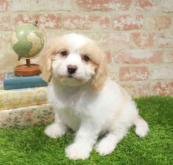 Female Cavachon puppy named Dory for sale at Waggles Greensboro.