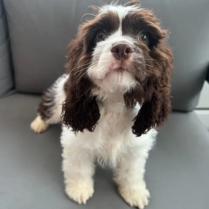 Female Cocker Spaniel puppy named Dolores for sale at Waggles Charlotte.