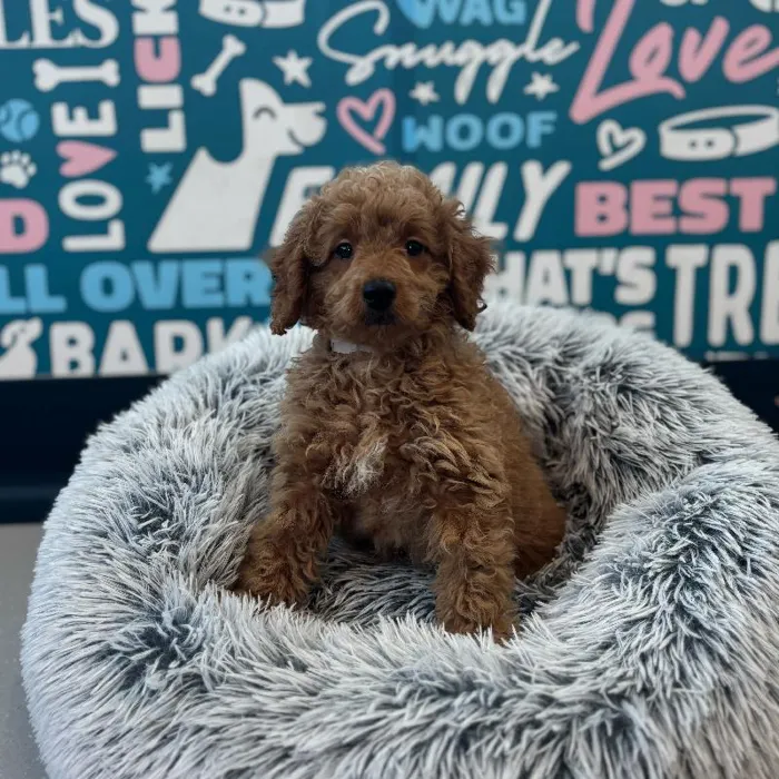 Male Mini Goldendoodle 2Nd Gen puppy named Bunny for sale at Waggles Charlotte.