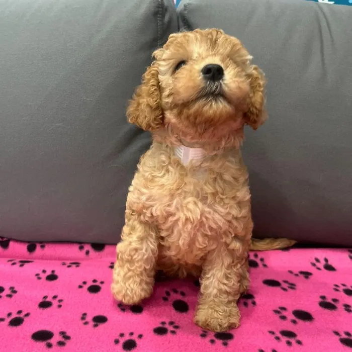 Female Cavapoo puppy named Clara for sale at Waggles Charlotte.