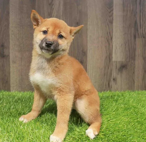 Female Shiba Inu puppy named Stacy for sale at Waggles Charlotte.