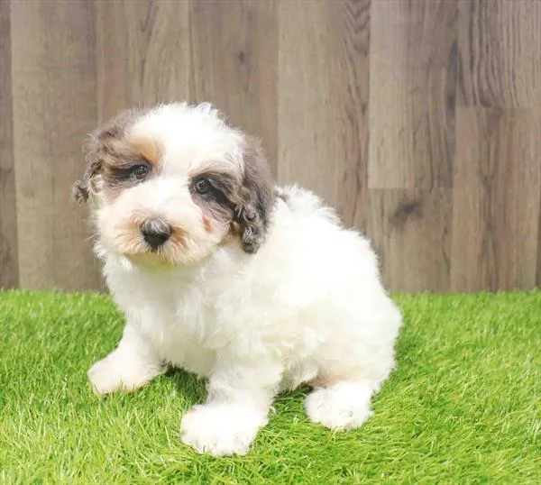 Male Schnoodle puppy named Mick for sale at Waggles Charlotte.