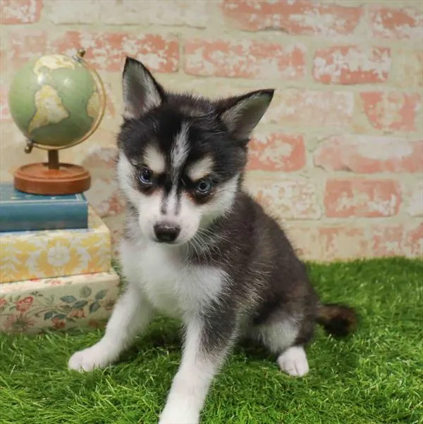 Female Alaskan Klee Kai puppy named Selene for sale at Waggles Charlotte.