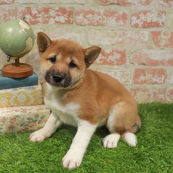 Male Shiba Inu puppy named Tody for sale at Waggles Greensboro.