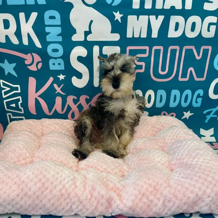 Female Mini Schnauzer puppy named Salem for sale at Waggles Charlotte.