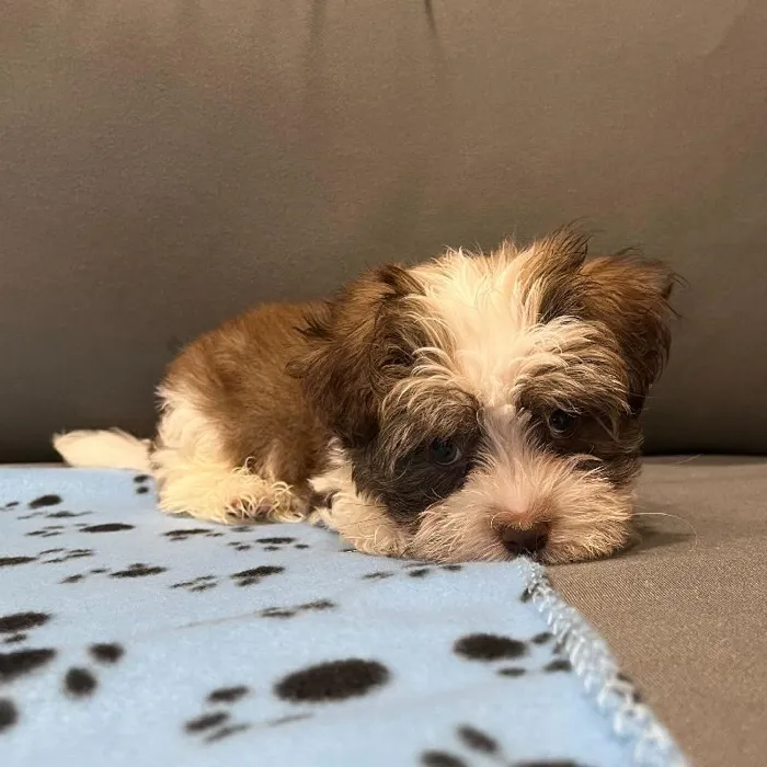 Male Havanese puppy named Albert for sale at Waggles Charlotte.