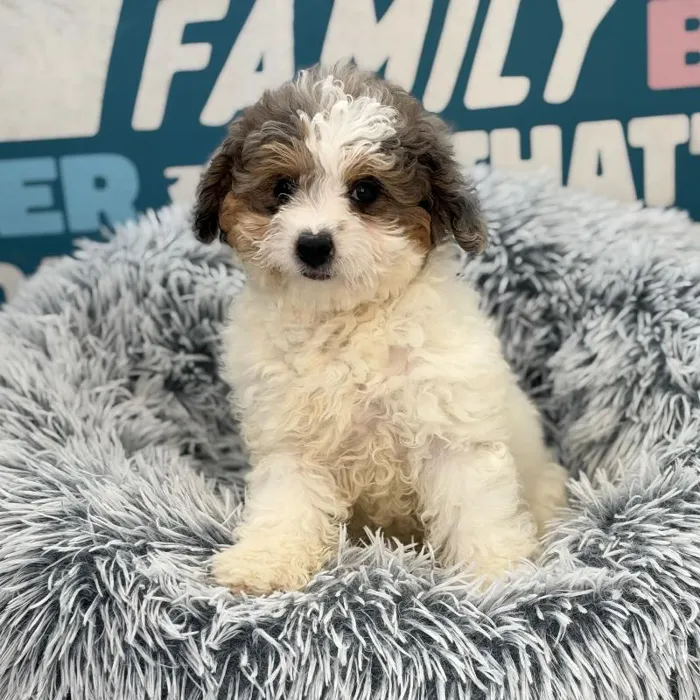 Female Mini Poodle puppy named Marilyn for sale at Waggles Charlotte.