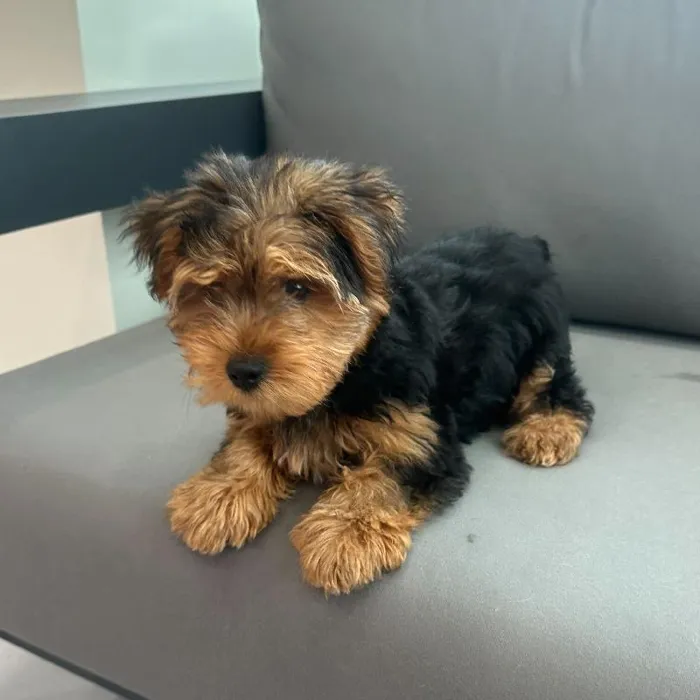 Male Yorkie puppy named Alfie for sale at Waggles Charlotte.