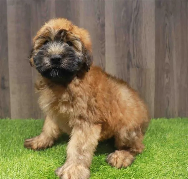 Male Soft Coated Wheaten Terrier puppy named Phillip for sale at Waggles Charlotte.