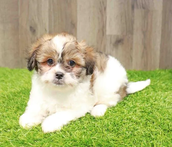 Male Peekapoo puppy named Georgie for sale at Waggles Charlotte.