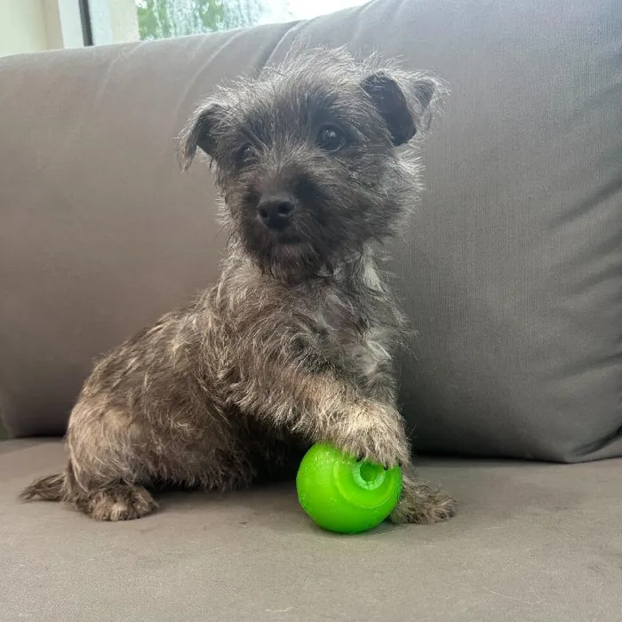Female Cairn Terrier puppy named Robyn for sale at Waggles Charlotte.