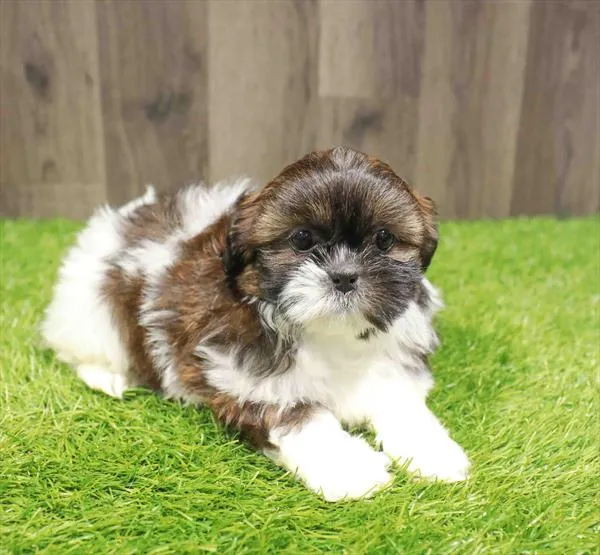 Female Shih Tzu puppy named Nancy for sale at Waggles Charlotte.