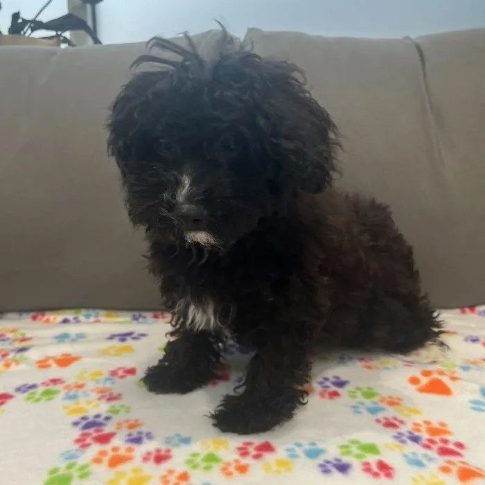 Female Havapoo puppy named Raven for sale at Waggles Charlotte.