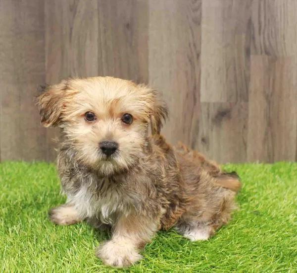 Male Morkie puppy named Snoop for sale at Waggles Charlotte.