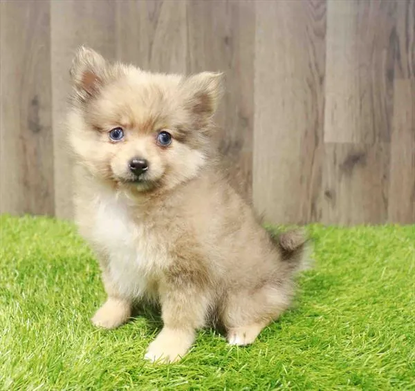 Male Pomeranian puppy named Fozzie for sale at Waggles Charlotte.