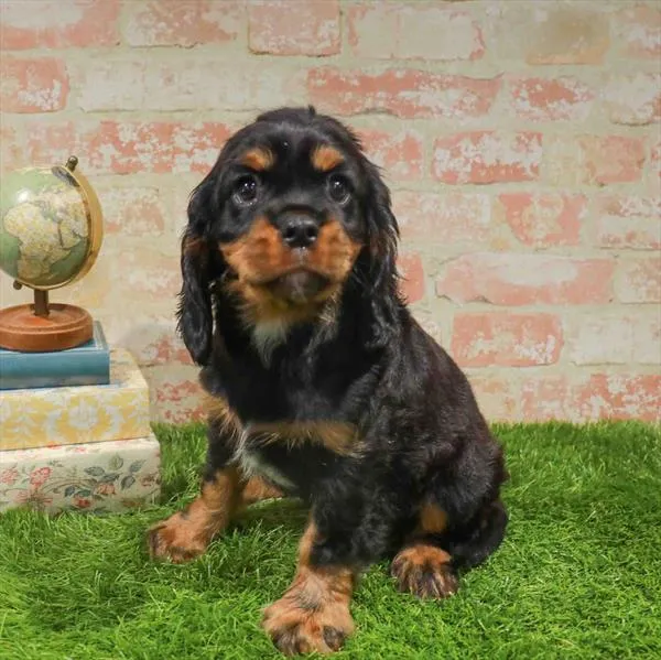 Male Cavalier King Charles Spaniel puppy named Billy for sale at Waggles Greensboro.