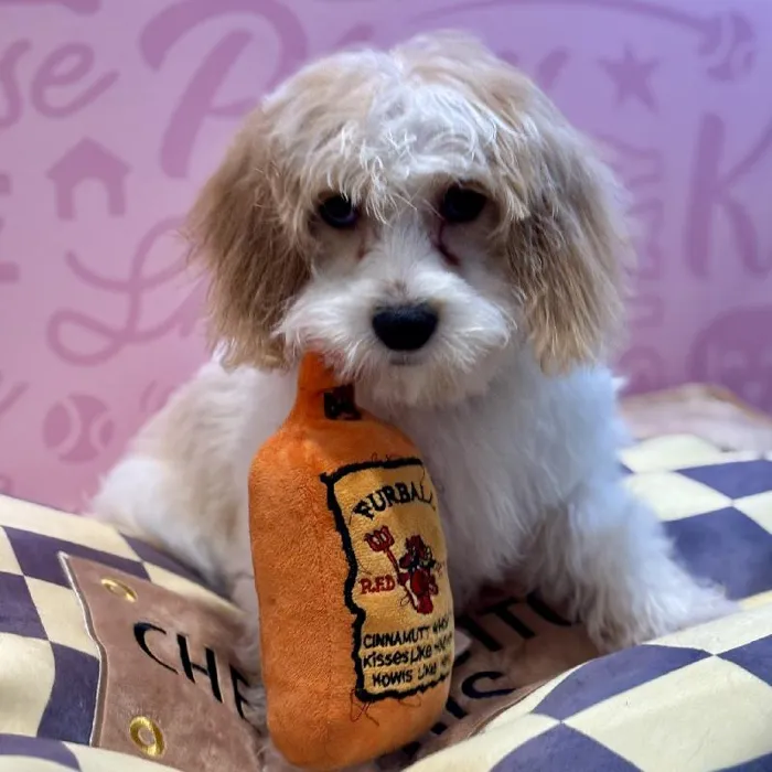 Male Cavachon puppy named Marcus for sale at Waggles Greensboro.