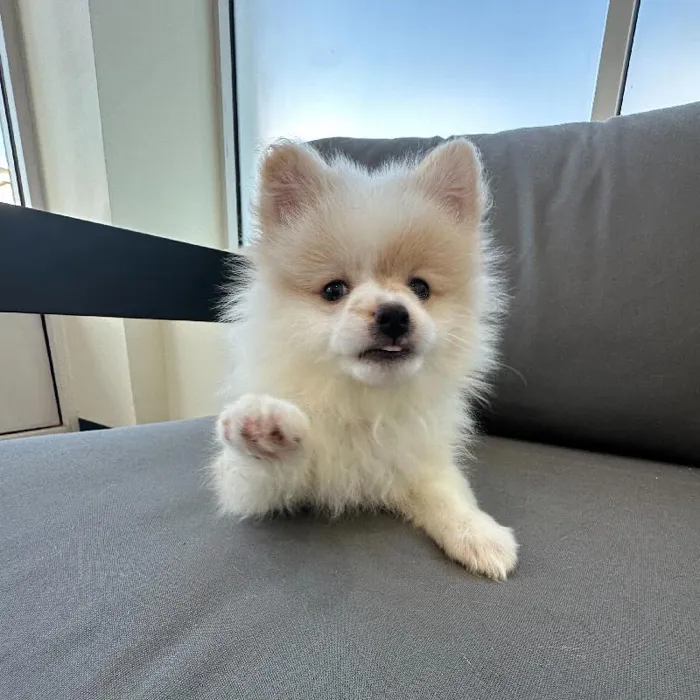 Female Pomeranian puppy named Francine for sale at Waggles Charlotte.