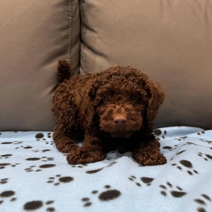 Female Cockapoo puppy named Emily for sale at Waggles Charlotte.