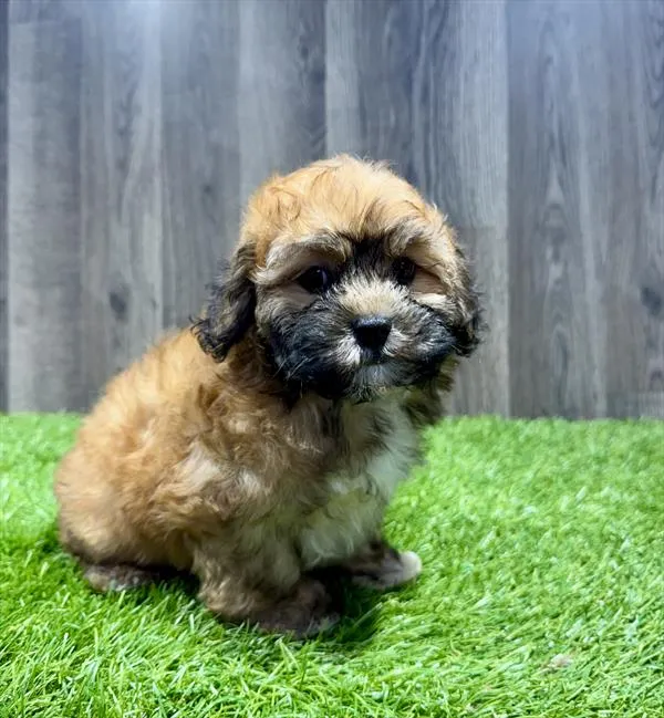 Male Shipoo puppy named Johnnie for sale at Waggles Charlotte.