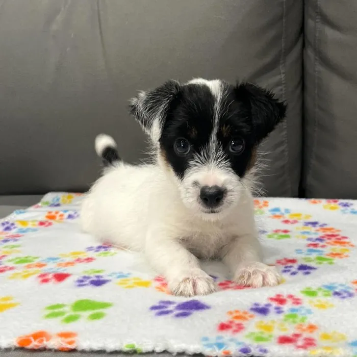 Male Jack Russell Terrier puppy named Nikola for sale at Waggles Charlotte.